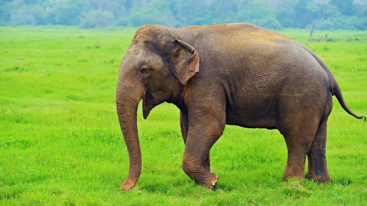 Jharkhand – Indian elephant
