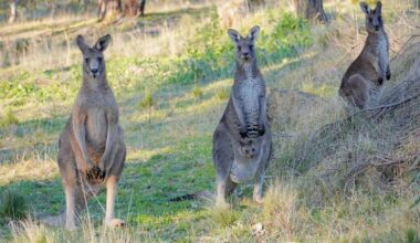 Multiple Riders Injured After Kangaroos Disrupt Major Cycling Event