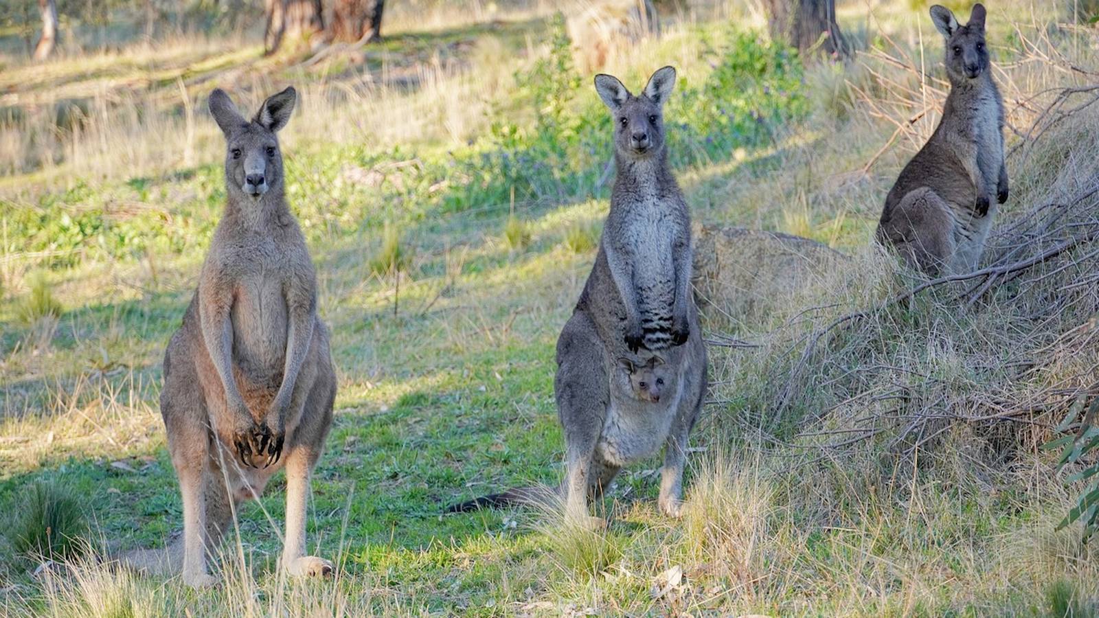 Multiple Riders Injured After Kangaroos Disrupt Major Cycling Event