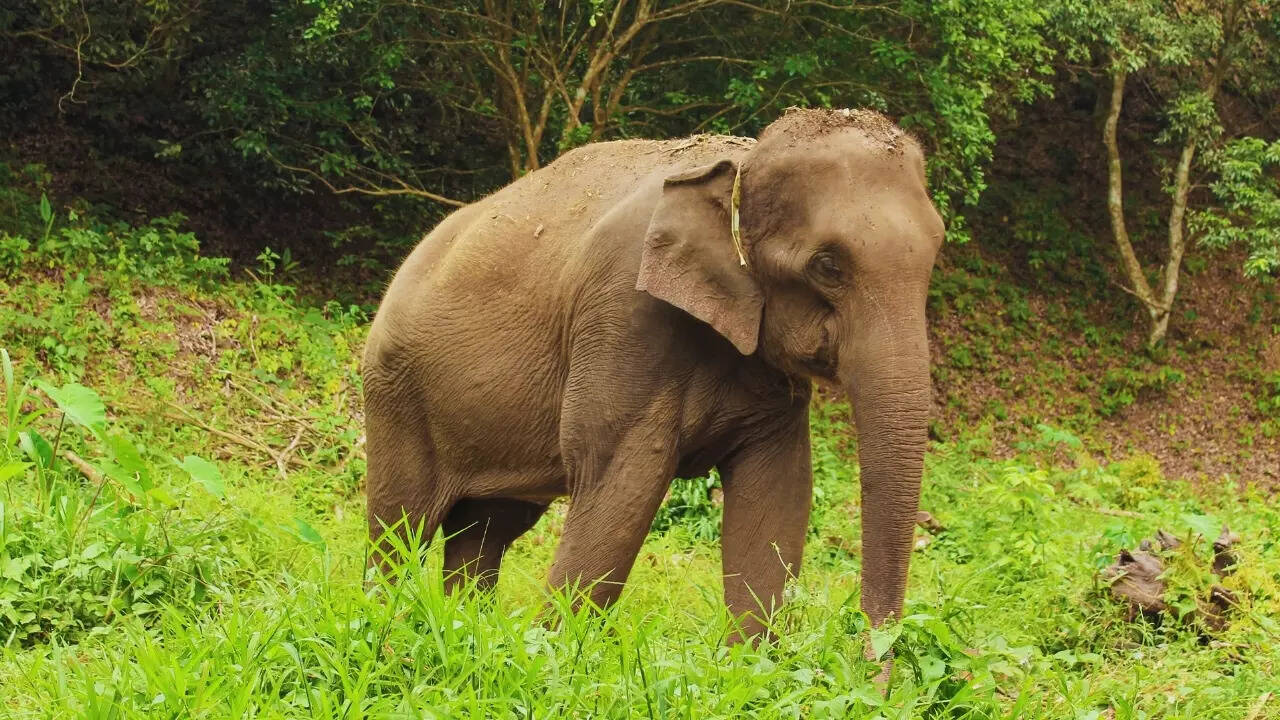 Karnataka – Asian elephant