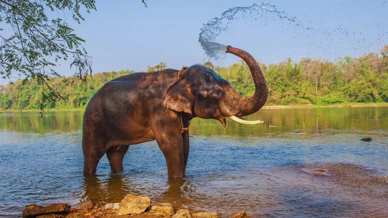 Kerala – Indian elephant