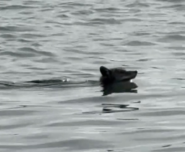 A coyote swimming in the water.