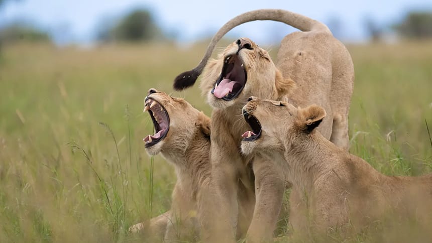 Three lions roaring.