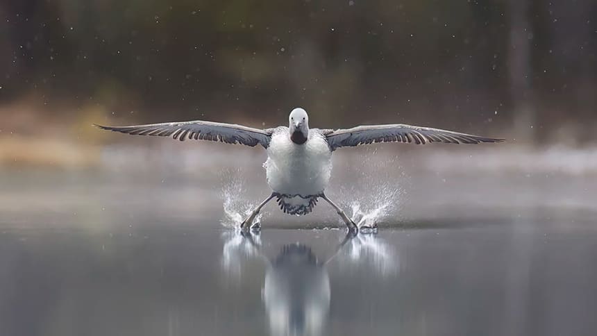 A loon lands on the water.