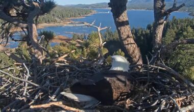 Big Bear bald eagles Jackie and Shadow lose freshly laid eggs