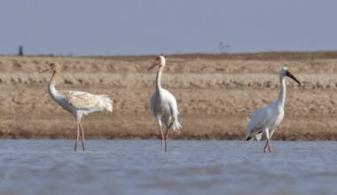 Five stories of species staging a comeback