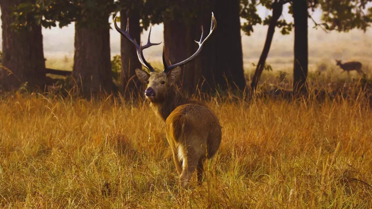 Madhya Pradesh – Barasingha or Swamp deer