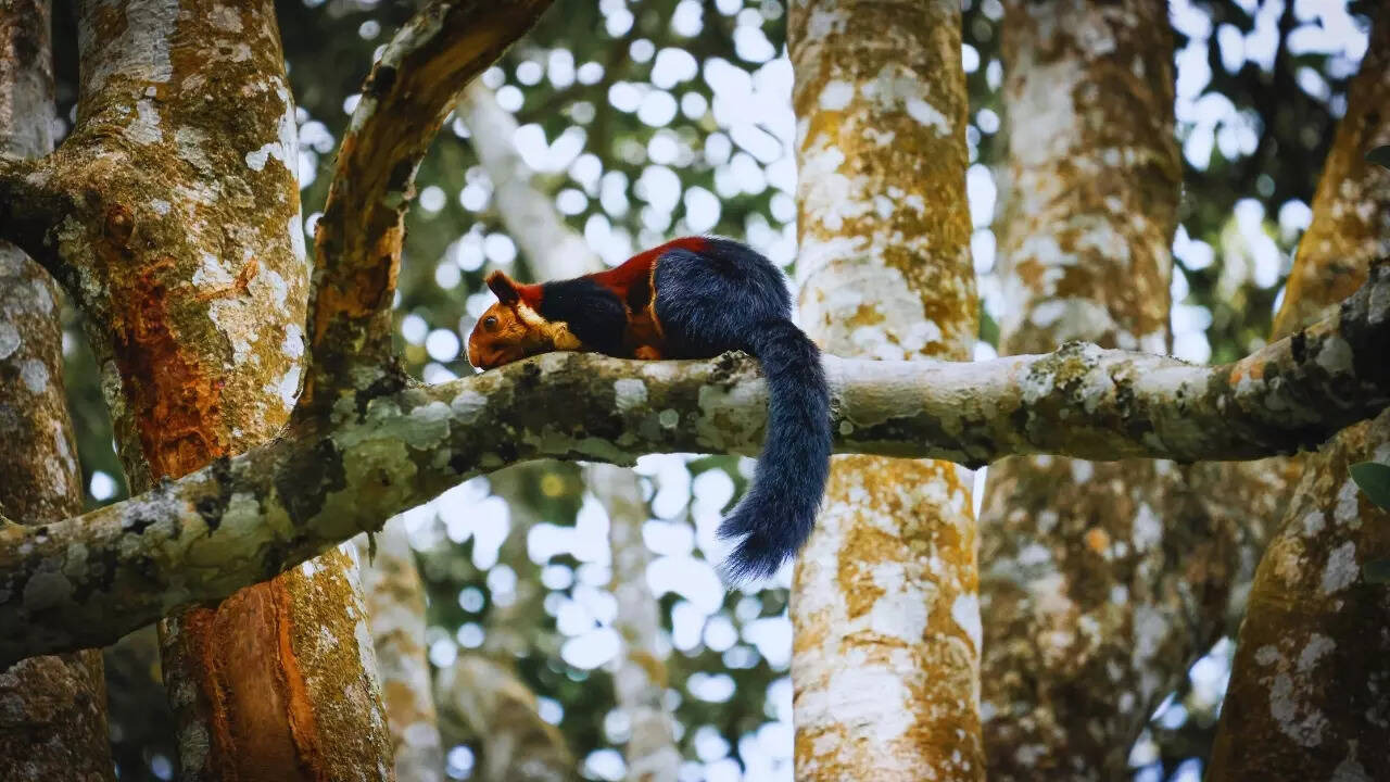 Maharashtra – Indian giant squirrel