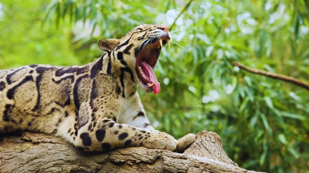 Meghalaya – Clouded leopard