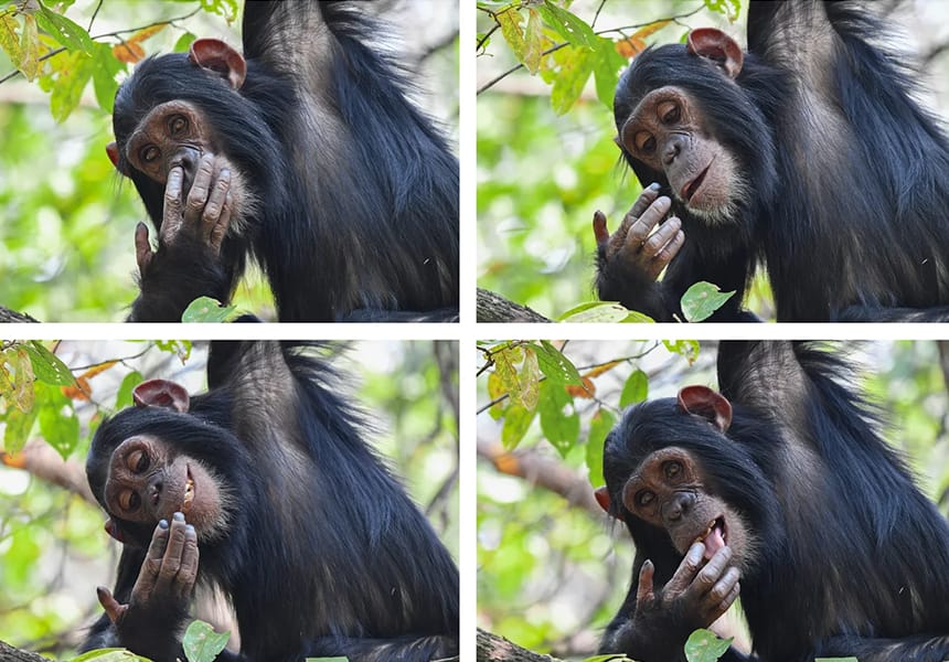 Four photos of a chimp picking its nose.