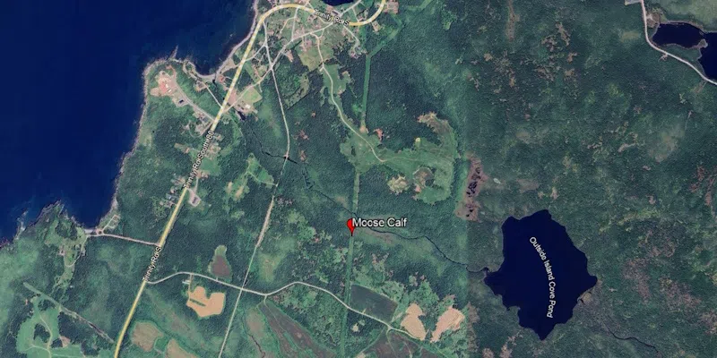 Wildlife Enforcement Investigating Moose Poaching Near Islington