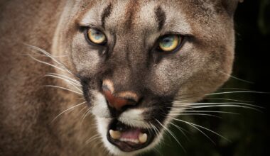 close up photograph of a mountain lion's face