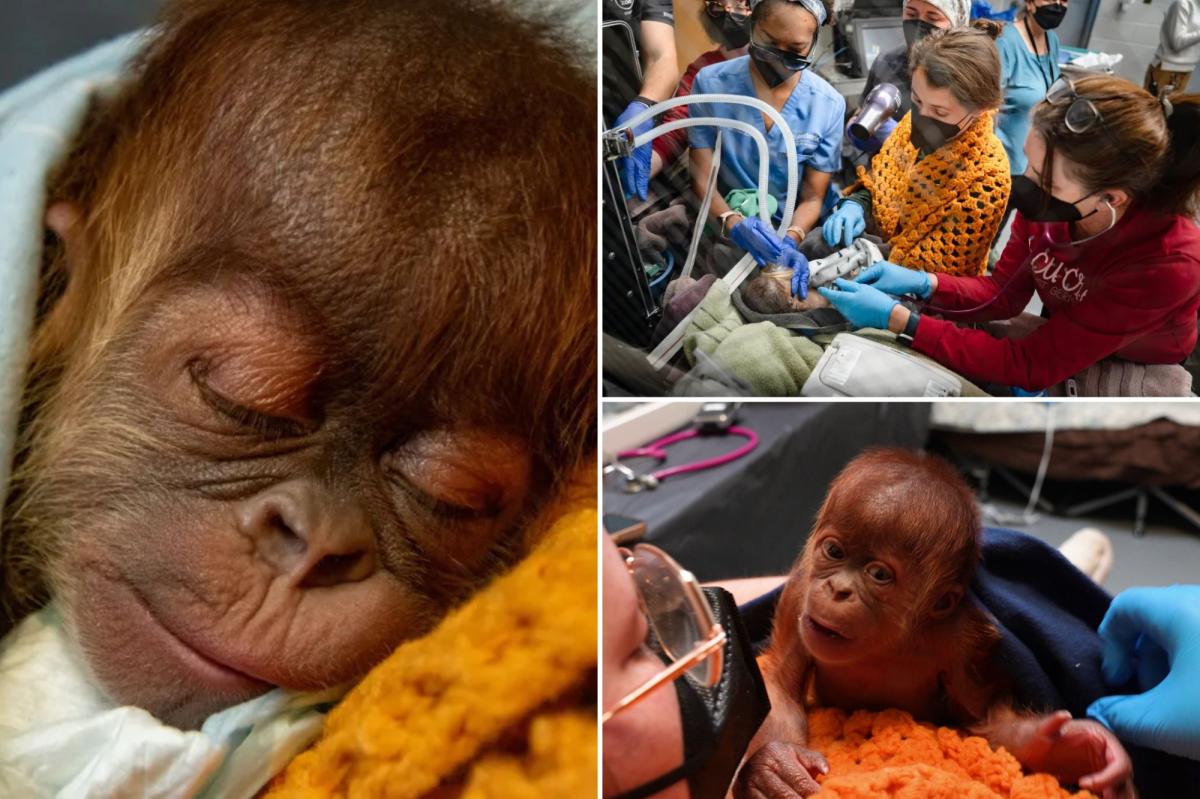 Orangutan born via rare c-section at Memphis zoo