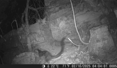 Endangered "Northern Native Cat" Captured On Camera For The First Time In 80 Years At Australian Sanctuary