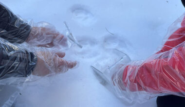 Two people wearing plastic gloves and jackets examining animal tracks in snow.