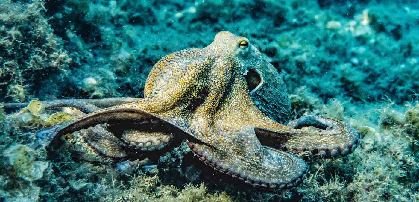 2025 Was 'Year of the Octopus' Says UK Wildlife Trust, Amid Record Cephalopod Sightings