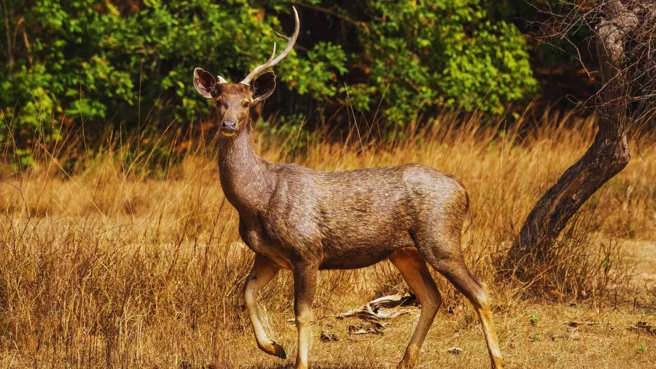 Odisha – Sambar deer