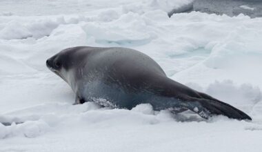 Rarely Seen Ross Seals Might've Just Been Photographed Underwater For First Time Ever