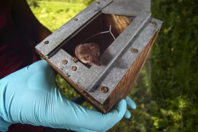 a tiny brown shrew is peeking out of a biologist's 'trap' box, held up to the camera with a blue gloved hand about four times the size of the shrew.
