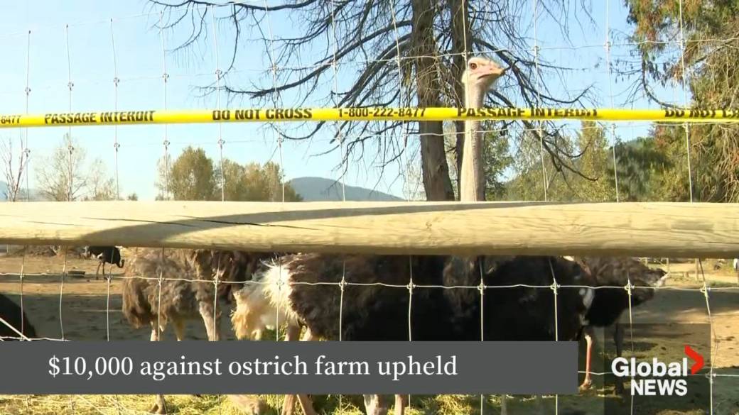 Click to play video: 'Fine upheld against B.C. ostrich farm'