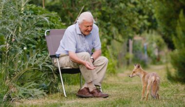 'A huge thrill': Sir David Attenborough meets wild foxes in London - BBC