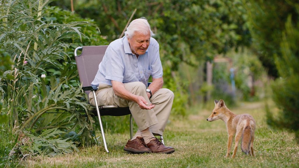'A huge thrill': Sir David Attenborough meets wild foxes in London - BBC