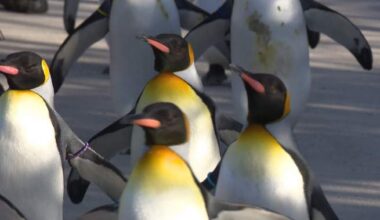 Beloved penguin walk returns to Calgary Zoo for 14th year