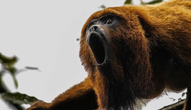 Monkeys With Smaller Testicles Scream Louder to Compensate