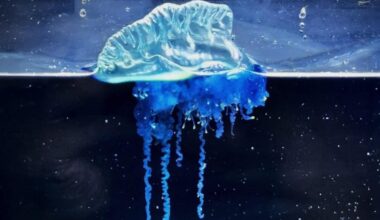 Physalia Mikazuki Sp. Nov., A Newly Described Portuguese Man Of War Collected From Gamo Beach, Sendai Bay