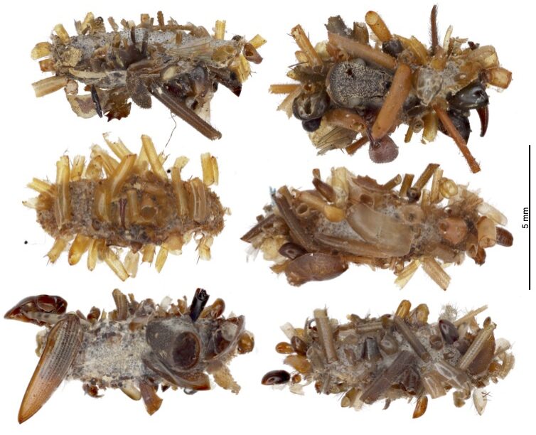 This plate has six bone collector caterpillar cases that show the variety of insect parts that are attached to the cases. The parts include beetle wings, ant heads, fly wings and legs, and spider legs and other body parts. The silken case itself is visible with the greyish material (a mix of caterpillar saliva and silk), the insect body parts are then attached with silk to 'hide' the case and the caterpillar living inside it.