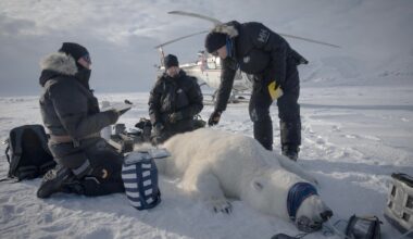 Scientists "quite surprised" to find one polar bear population thriving: "A fat bear is a healthy bear"