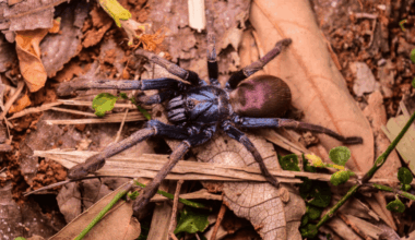 Meet The Psychedelic Earth Tiger, A Funky Addition To Fauna & Flora's “10 Species To Watch” In 2026