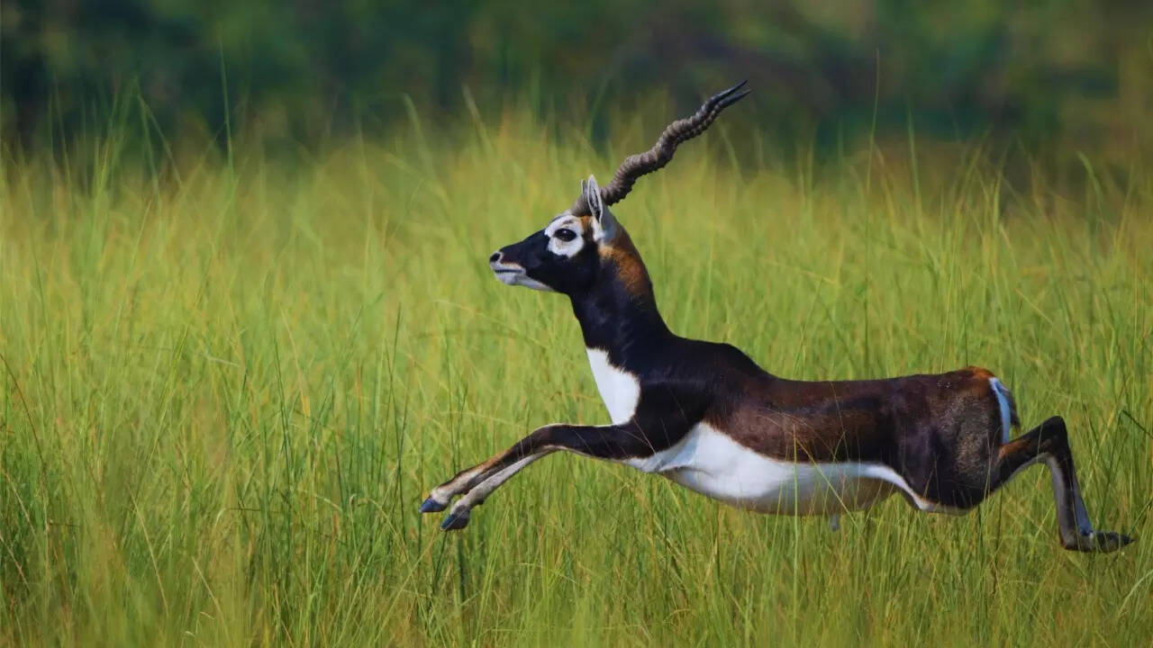 Punjab – Blackbuck