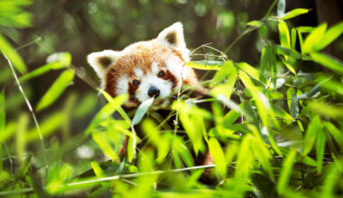 Trail cameras capture endangered red pandas in remote Himalayas