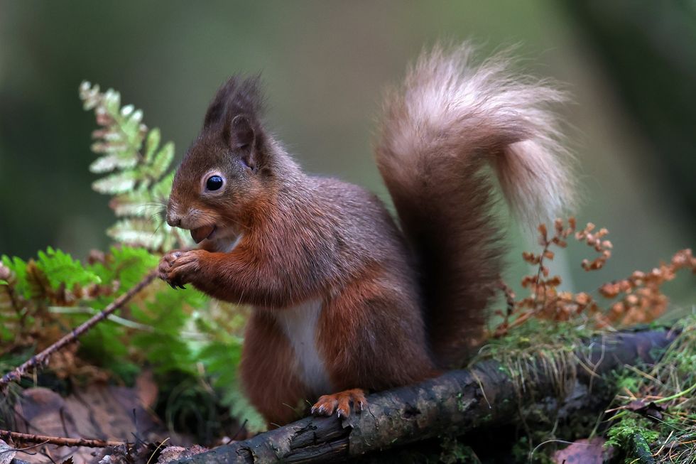Red squirrel