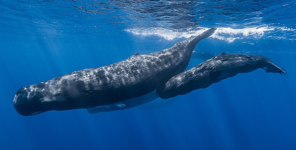 Saving sperm whales in Greek seas