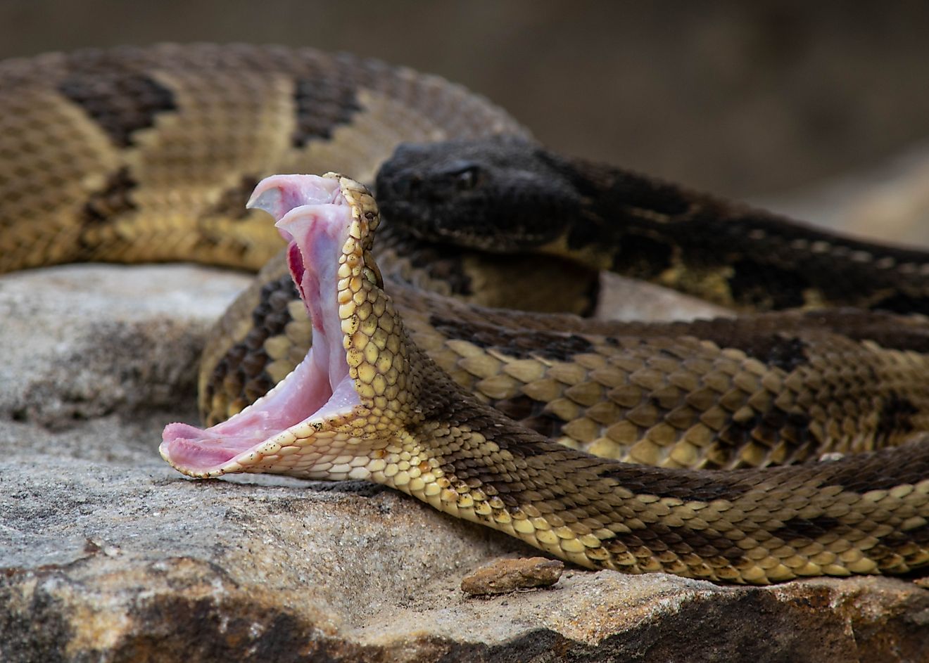 5 Rattlesnake Hotspots In New York