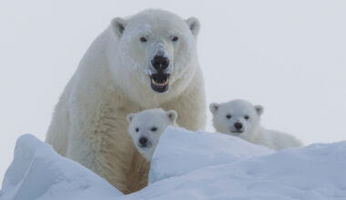 A mother polar bear with two cubs.