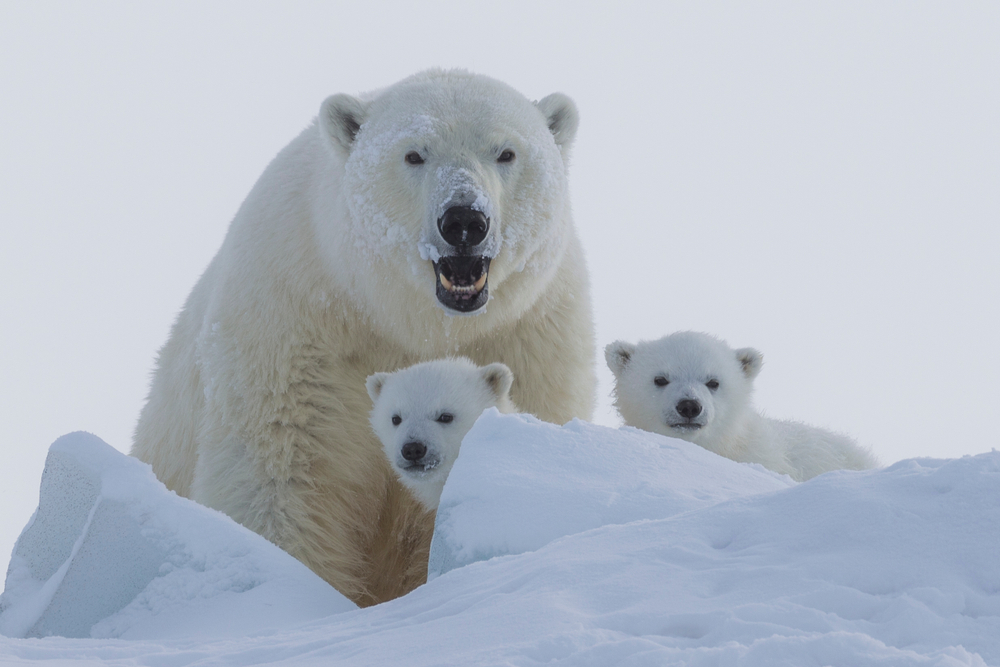 A mother polar bear with two cubs.