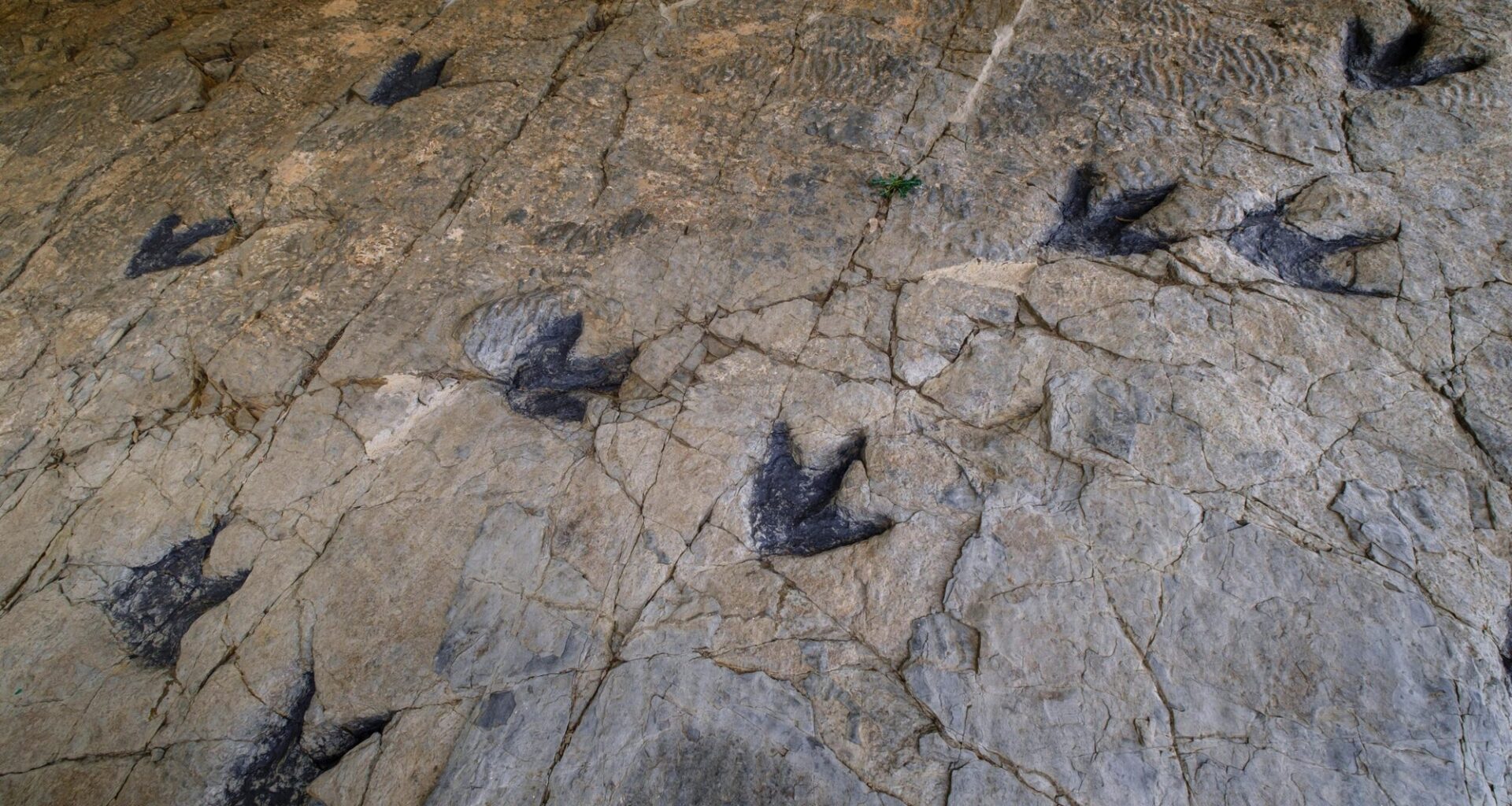 AI helps scientists read dinosaur footprints, offering new clues to ancient life