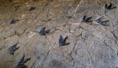 AI helps scientists read dinosaur footprints, offering new clues to ancient life