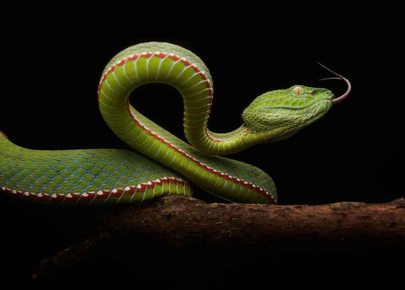 A vibrant green snake with red and white markings is coiled on a branch against a black background, flicking its tongue outward.