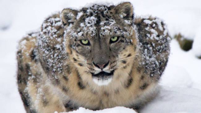 snow leopard