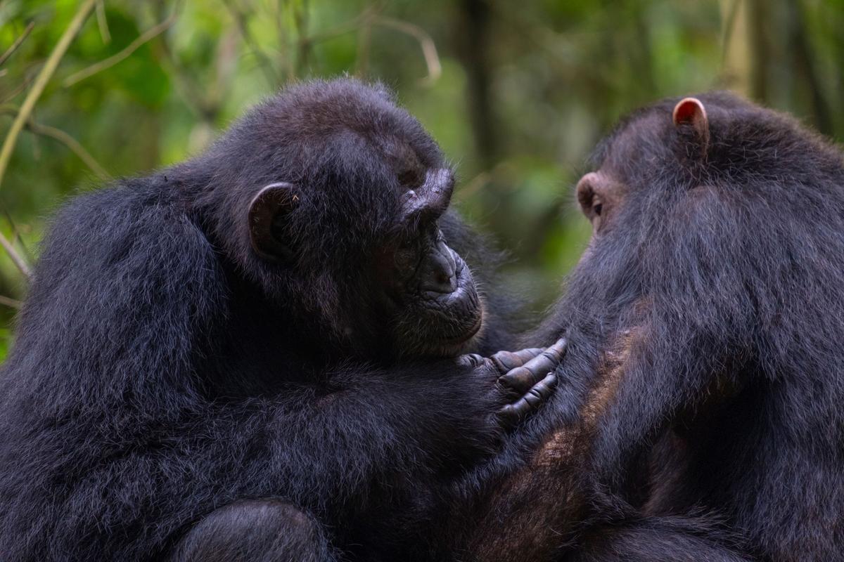 One chimp is seen grooming another chimp.
