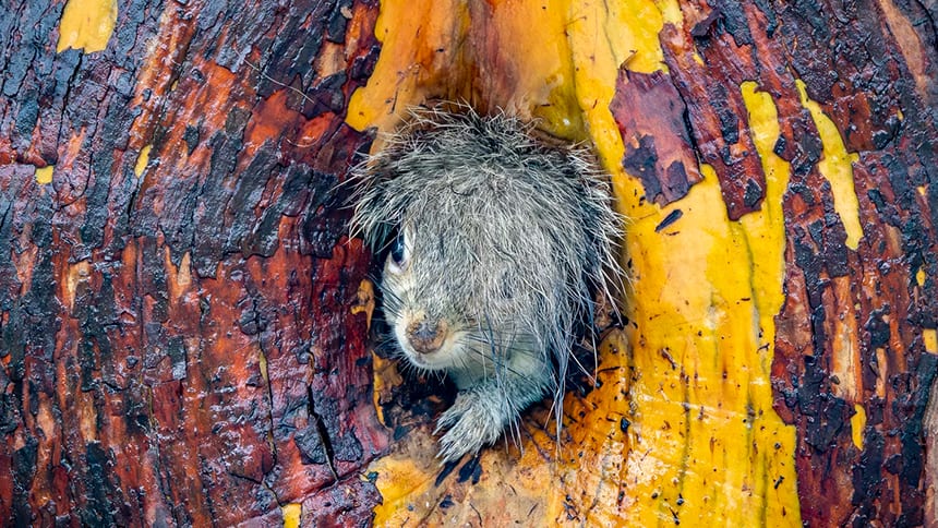 Close-up of a squirrel with messy hair.