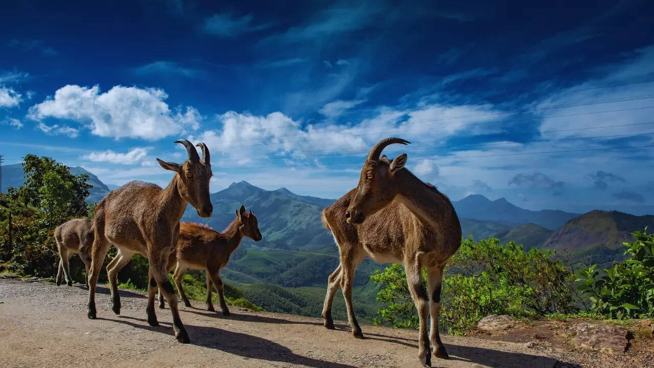Tamil Nadu – Nilgiri tahr