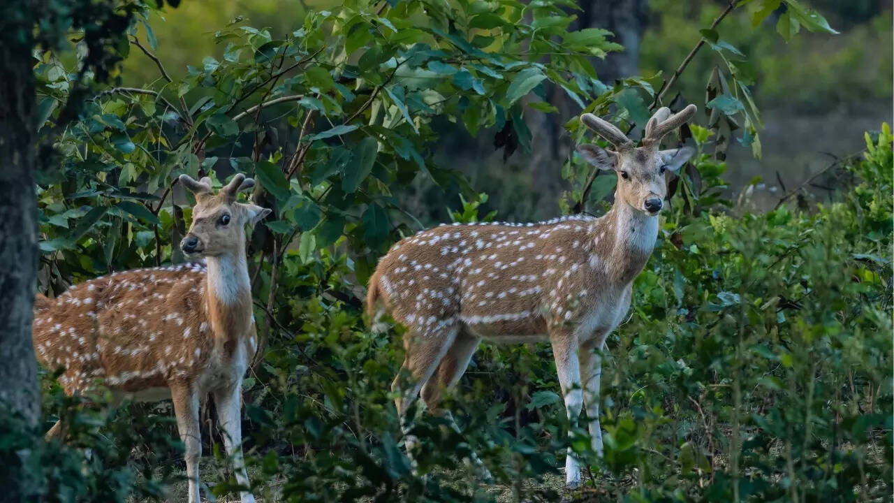 Telangana – Spotted deer or Jinka