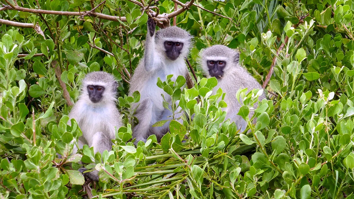 Group of vervet monkeys sitting among dense green foliage in a forest.