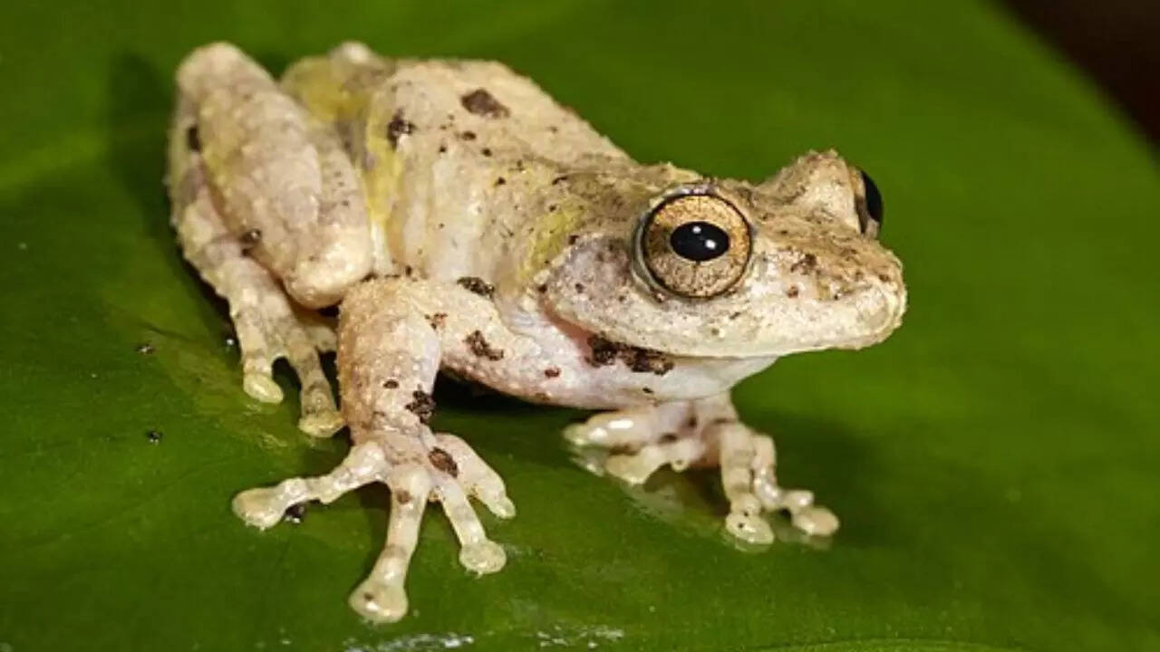 Source: Wikipedia Tree hole frog