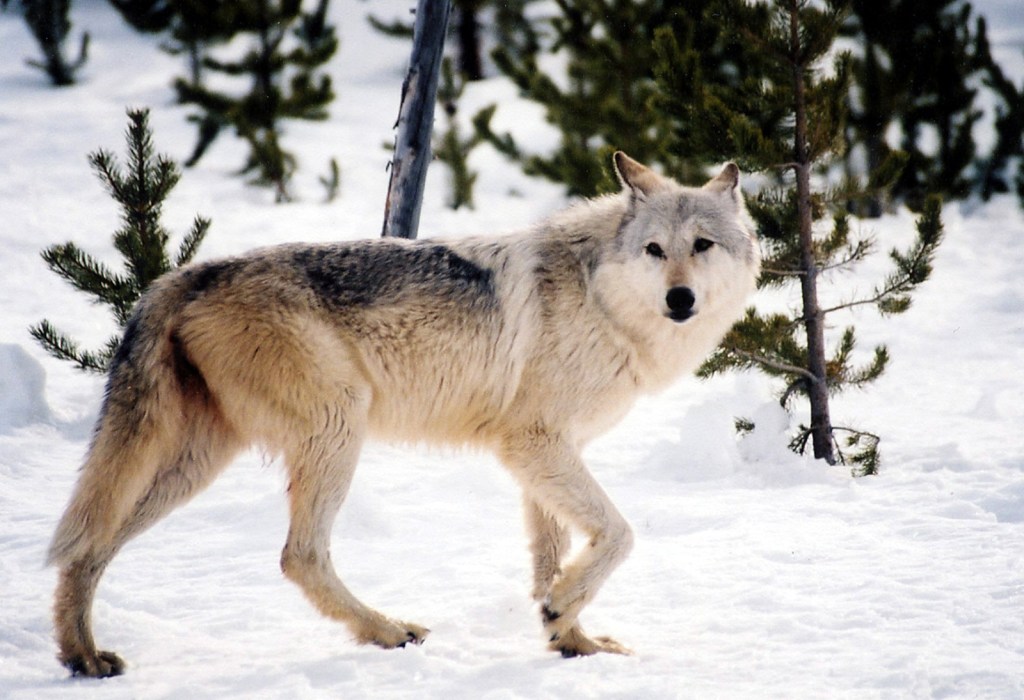 Gray wolf in the snow at Yellowstone National Park.